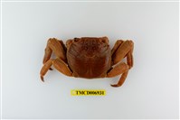 藏品(白紋方蟹)的圖片